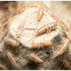 Thermobia domestica 