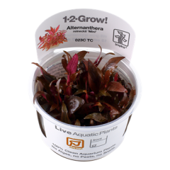 Tropica Alternanthera Reineckii "Mini" 1-2-Grow!