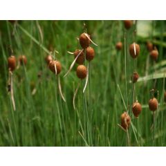 Typha Minima