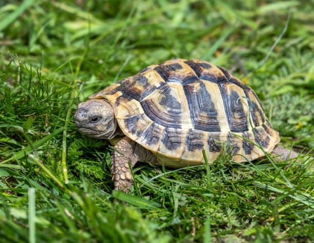Ho trovato una tartaruga in giardino: cosa fare e cosa dice la legge (Guida 2026)