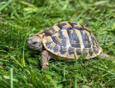 Ho trovato una tartaruga in giardino: cosa fare e cosa dice la legge (Guida 2026)