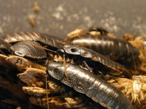 BLATTE ORNAMENTALI