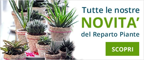 tutte le nostre novit&agrave; del reparto piante